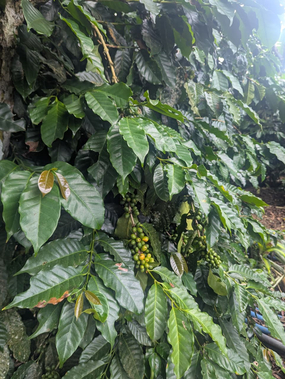 Two Cousins Coffee Panama — Catuaí Amarillo (Medium Roast)
