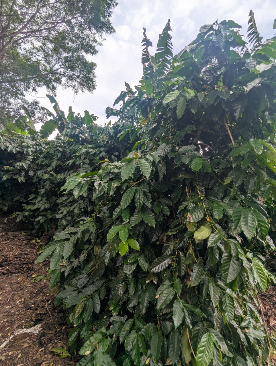Two Cousins Coffee Panama — Catuaí Amarillo (Medium Roast)