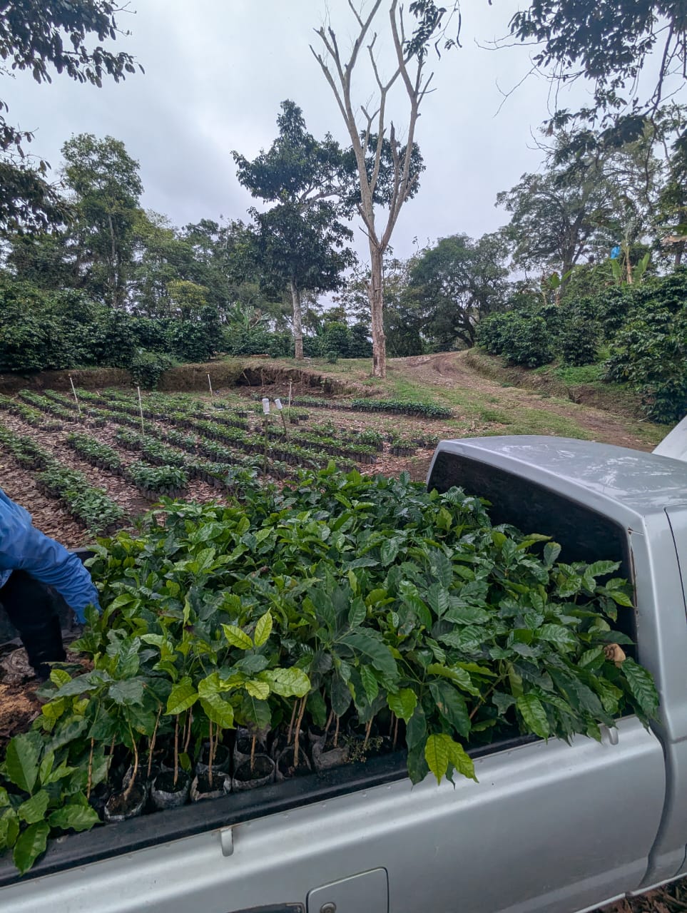 Two Cousins Coffee Panama — Catuaí Amarillo (Medium Roast)