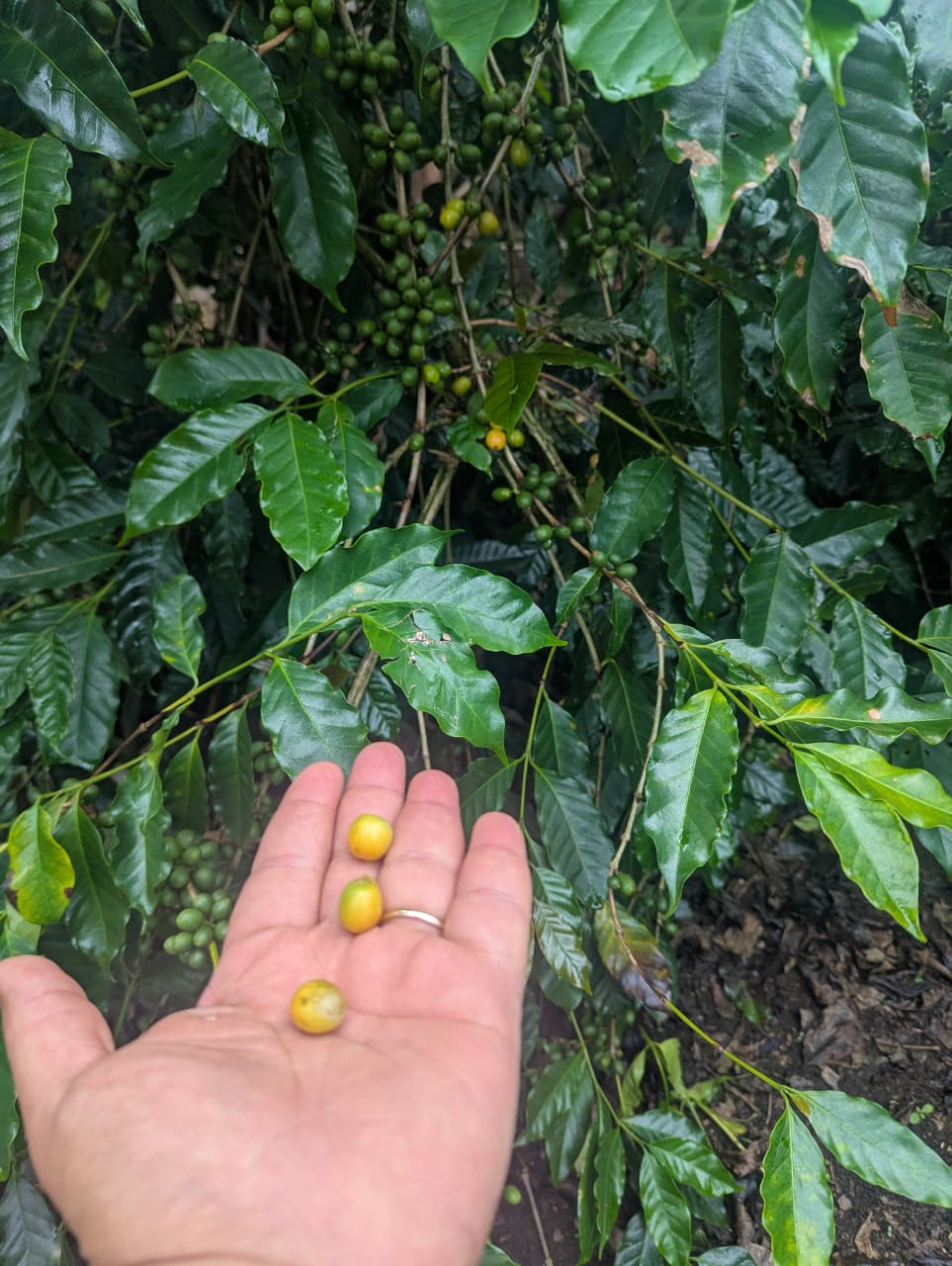 Two Cousins Coffee Panama — Catuaí Amarillo (Medium Roast)